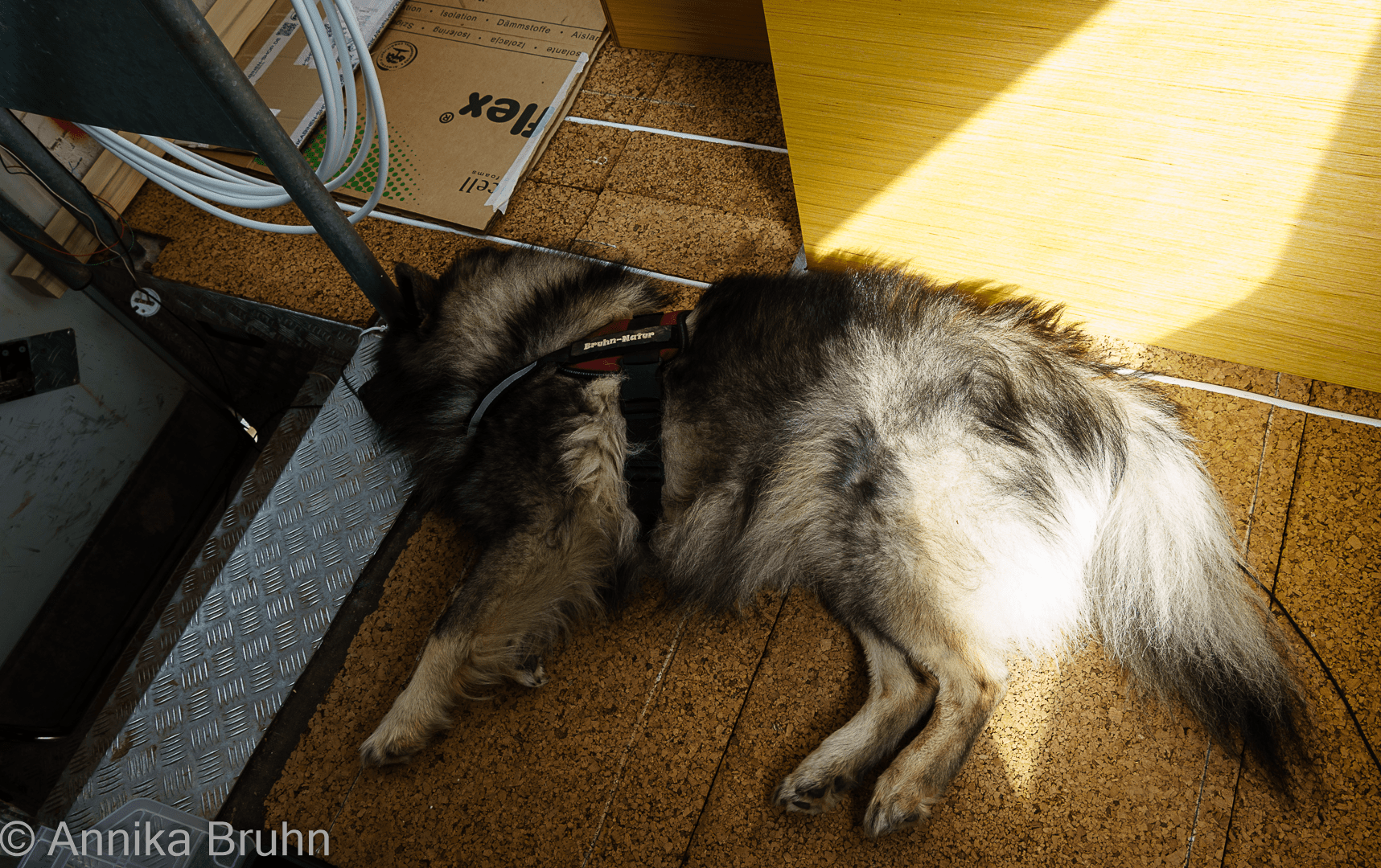 Q ist immer mit dabei!